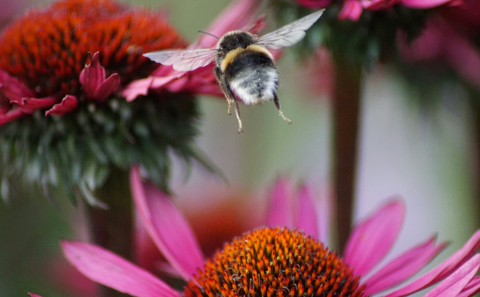 Putting Names to Nature and Two New Books — 18 April 2025