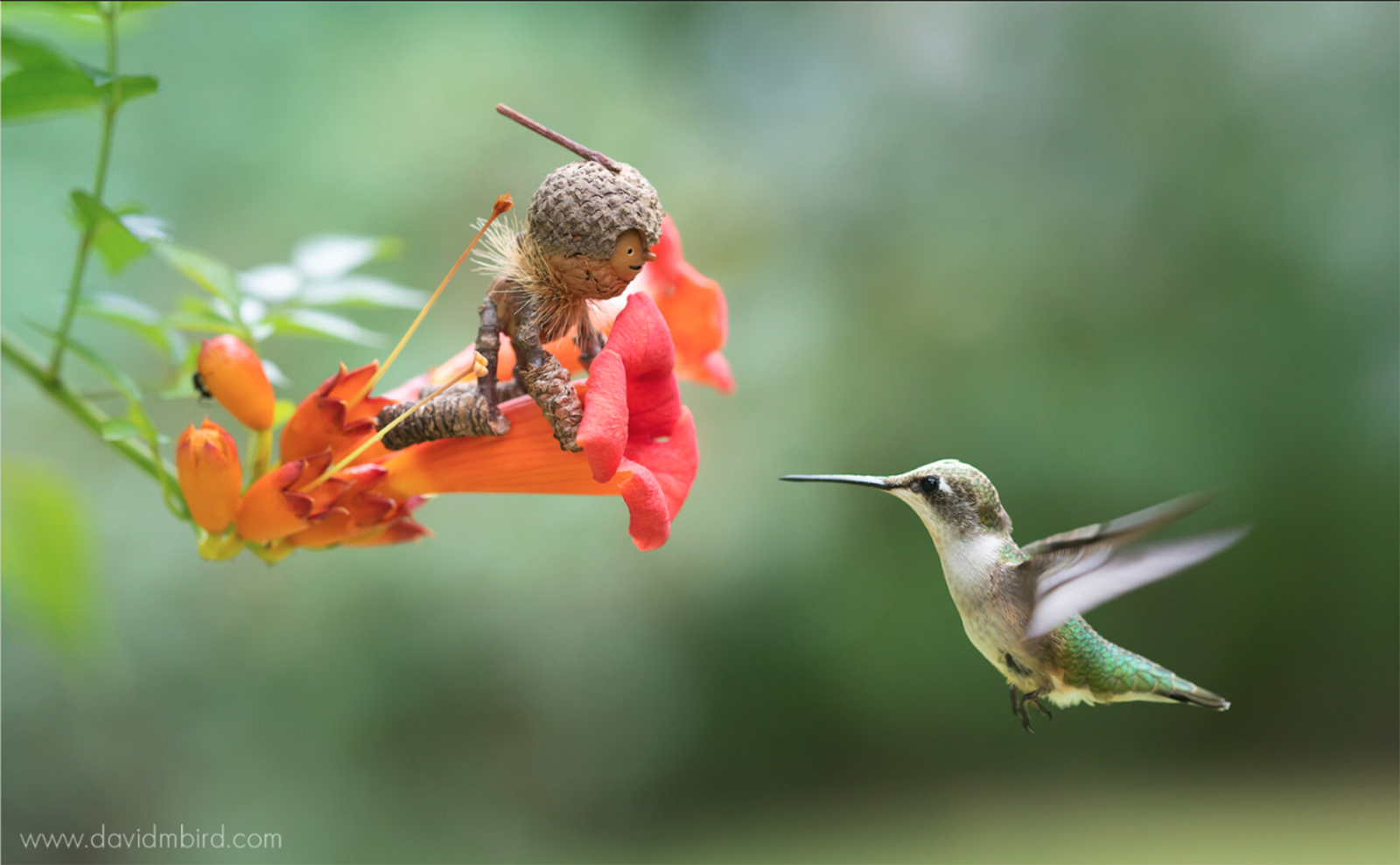 Whimsical Acorn People & New Books — 29 April 2022