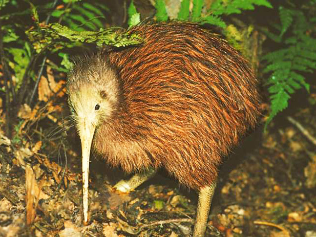 brown kiwi bird