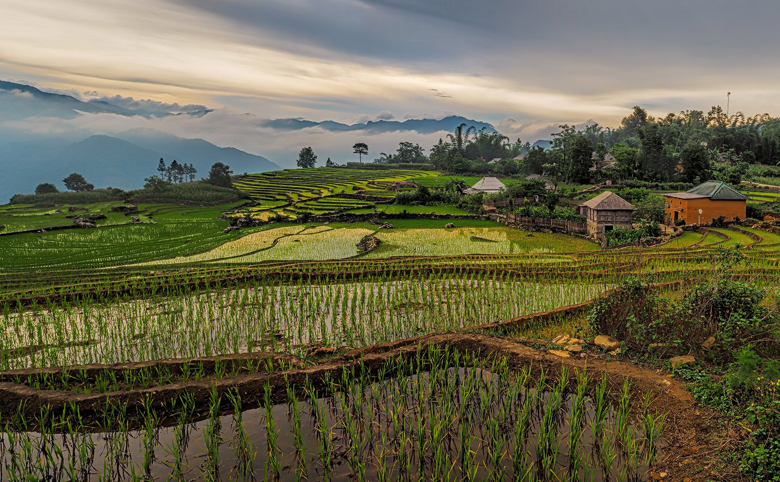 aerial view of green terraced rice paddies