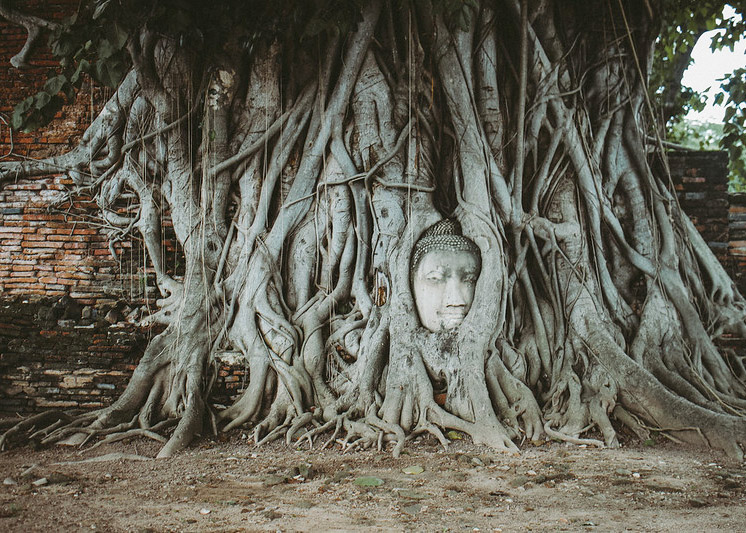 a sandstone buddha head wrapped in the roots of a banyan tree in wat mahathat thailand