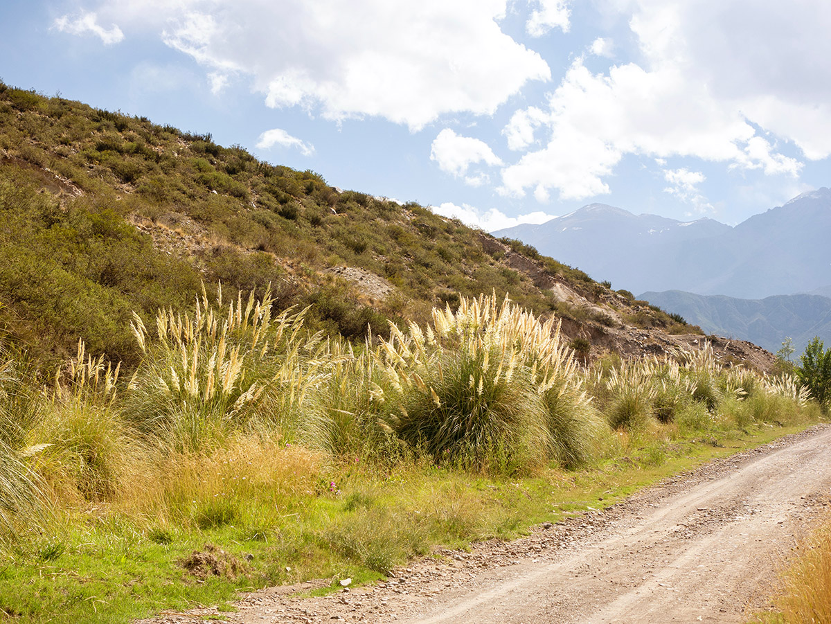 pampas grass along a dirt road in argentina