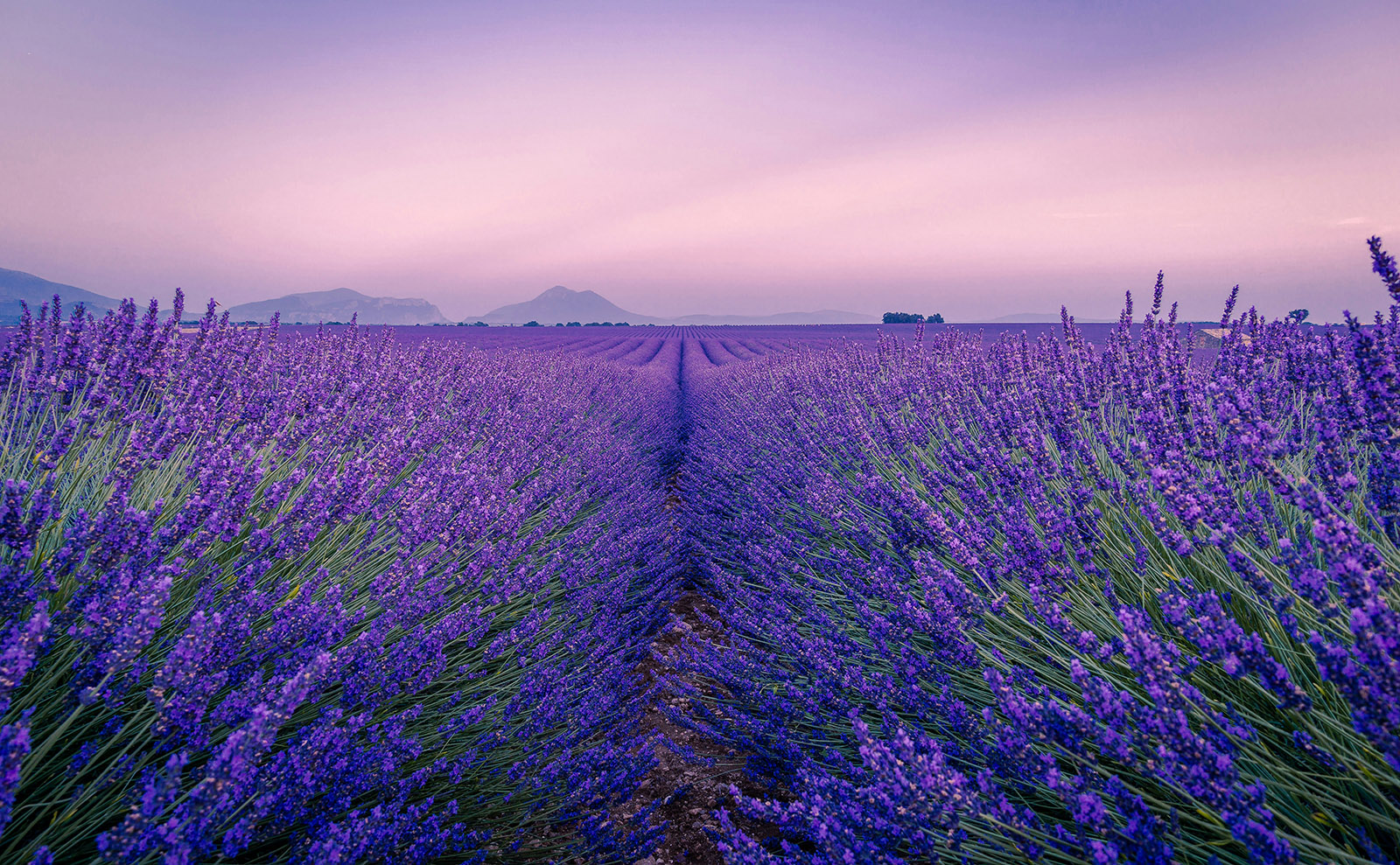 vast field of purple lavender plants under a blue sky