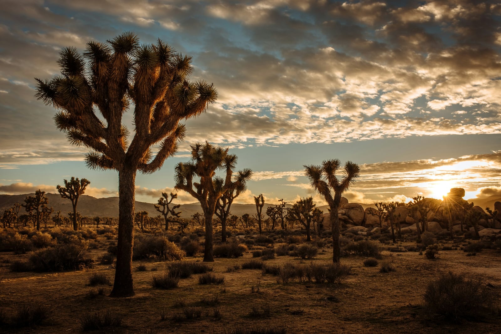 spiky looking joshua trees in the desert under a sunset sky of blue and yellow