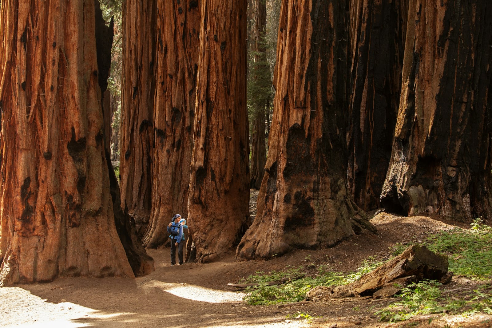 a woman in a blue jacket carries a baby in a backpack and stands amid dozens of enormous redwood trees