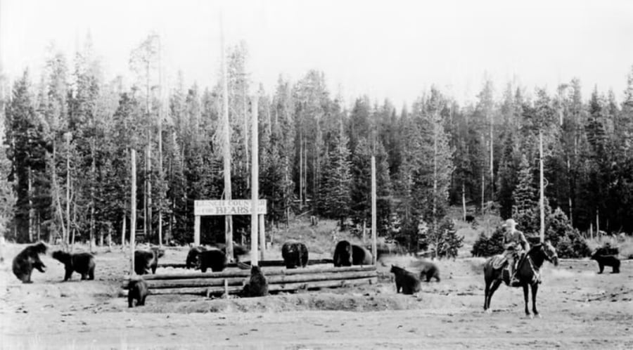 black and white vintage photo of a man on a horse surrounded by about 10 bears