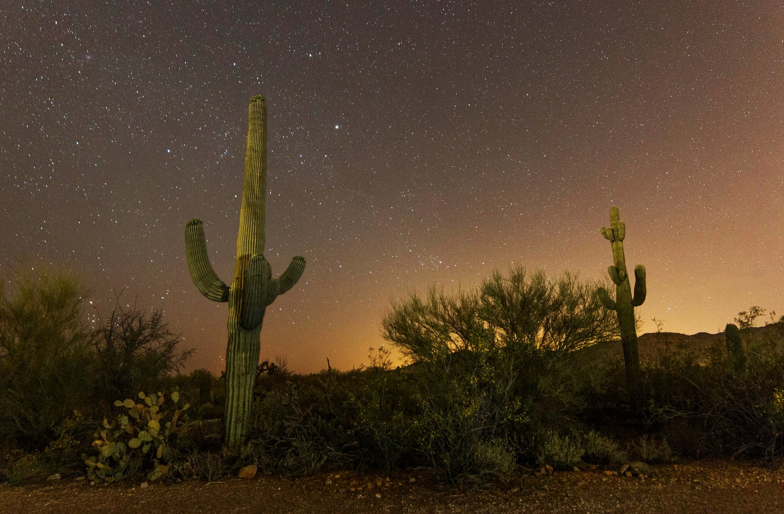 green cactus in the desert under a starry sky that's lit with orange light
