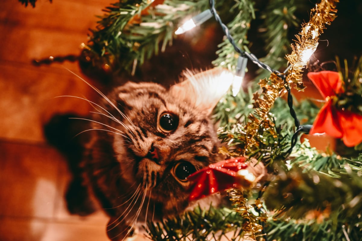 cat looking up at a christmas tree