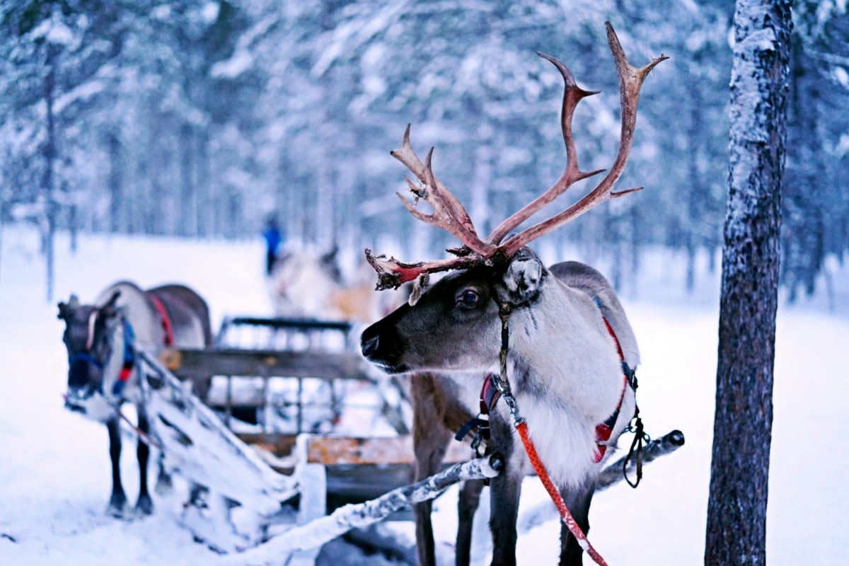 reindeer in the snow