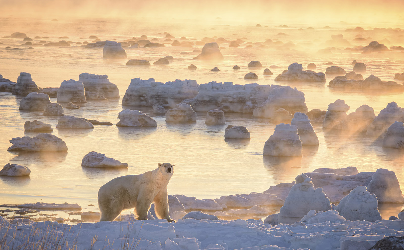 Arctic Cranberry Cake with Warm Butter Sauce Inspired by Polar Bears and Sunsets
