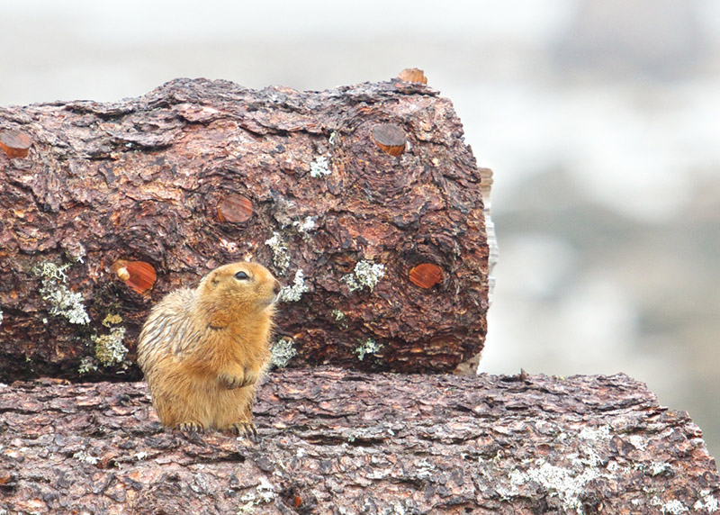 sik sik sitting on a tree stump