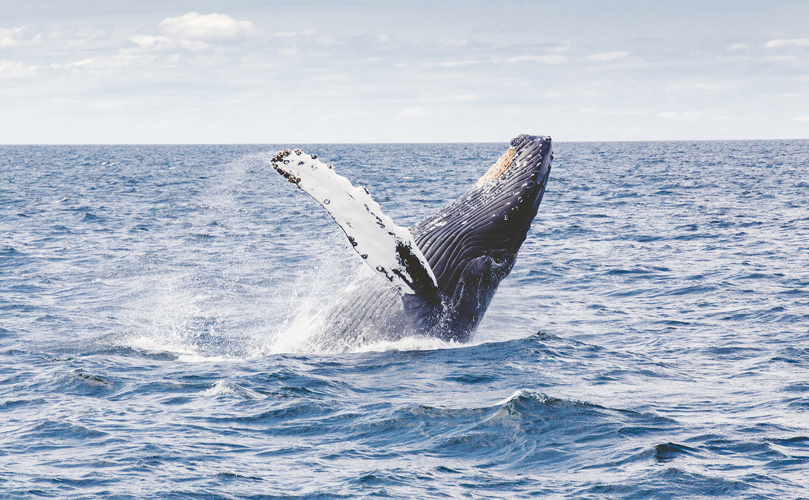 whale jumping out of the ocean