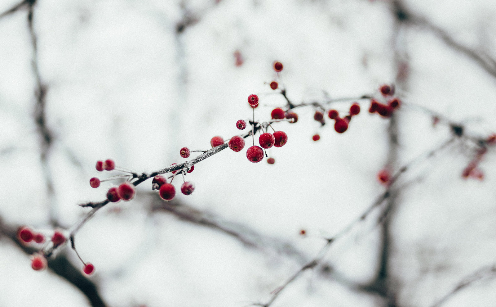 holly berries in the snow