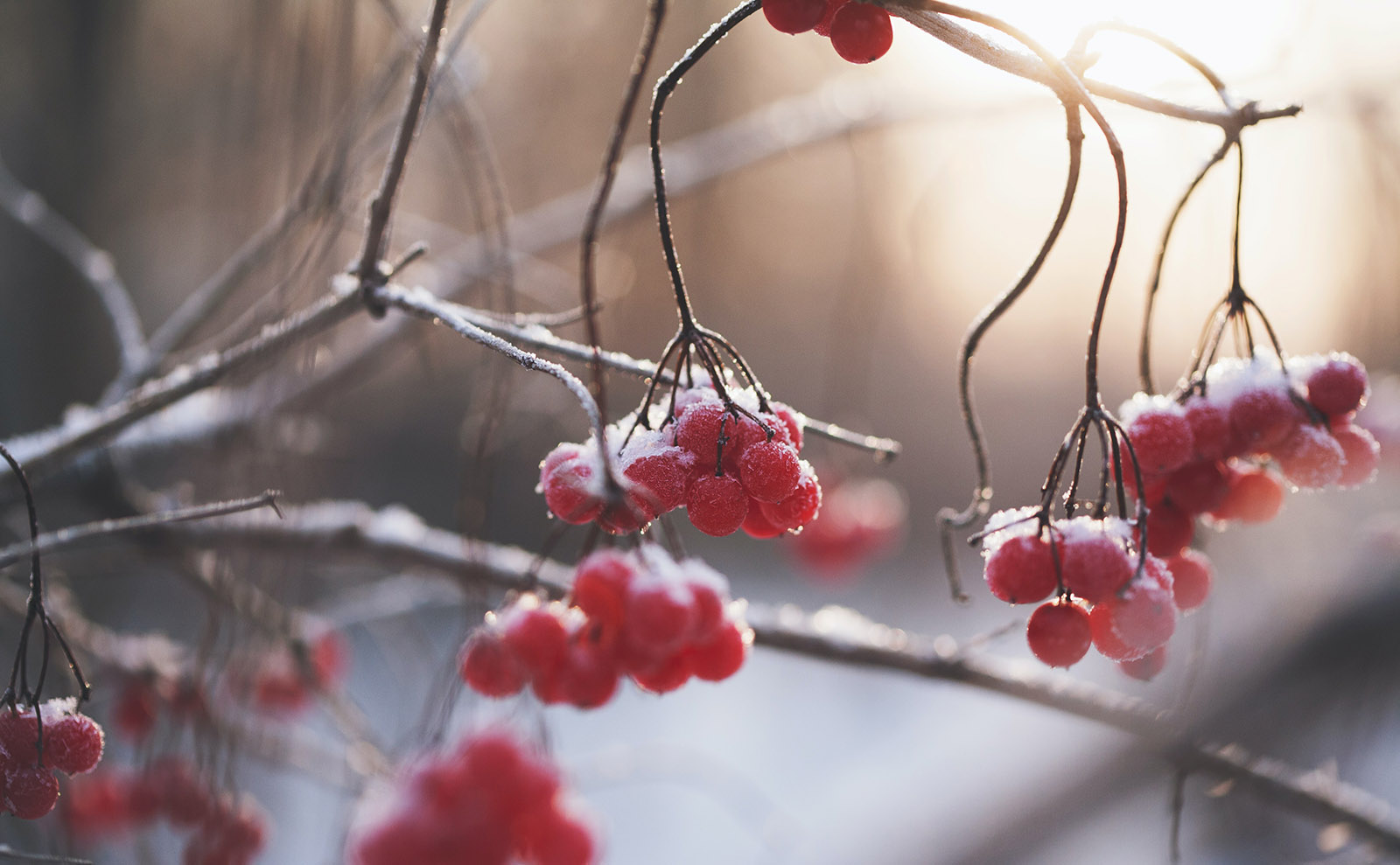 Sugared Cranberries Inspired by the Charming Christmas Mystery 'The Dead of Winter'