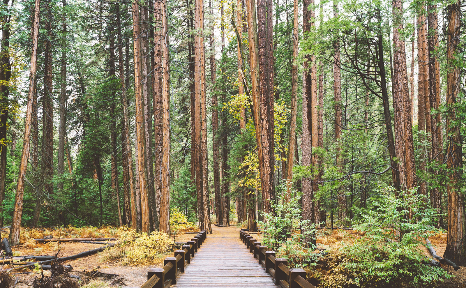 Yosemite, Haunted Spots, Illustrated Novels, Regency Romance & More: Endnotes 08 October