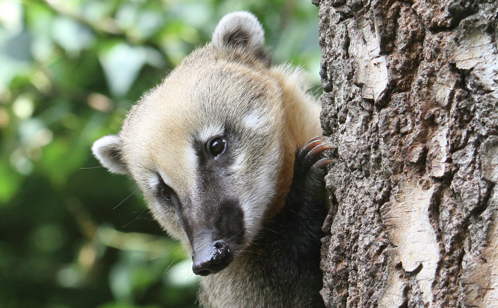 the cute face of a coatimundi