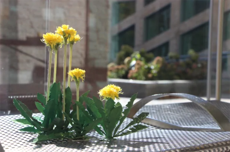 paper dandelions in an art exhibit