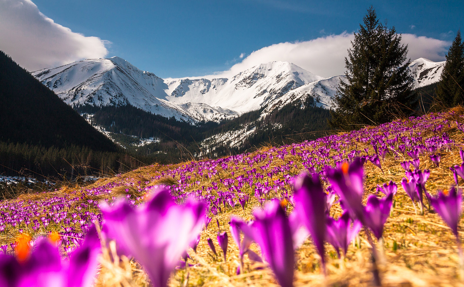 Hiking Poland, Gorey Style, Victorian Travel, A.M. Reading & More: Endnotes 16 April