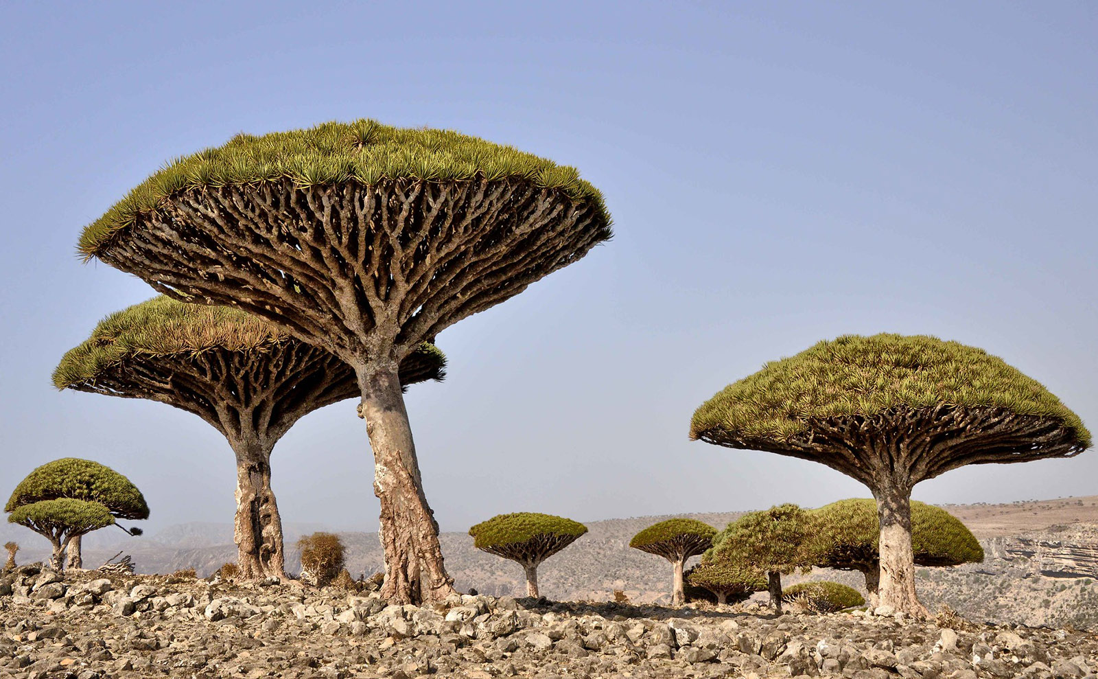 unusual trees on socotra island