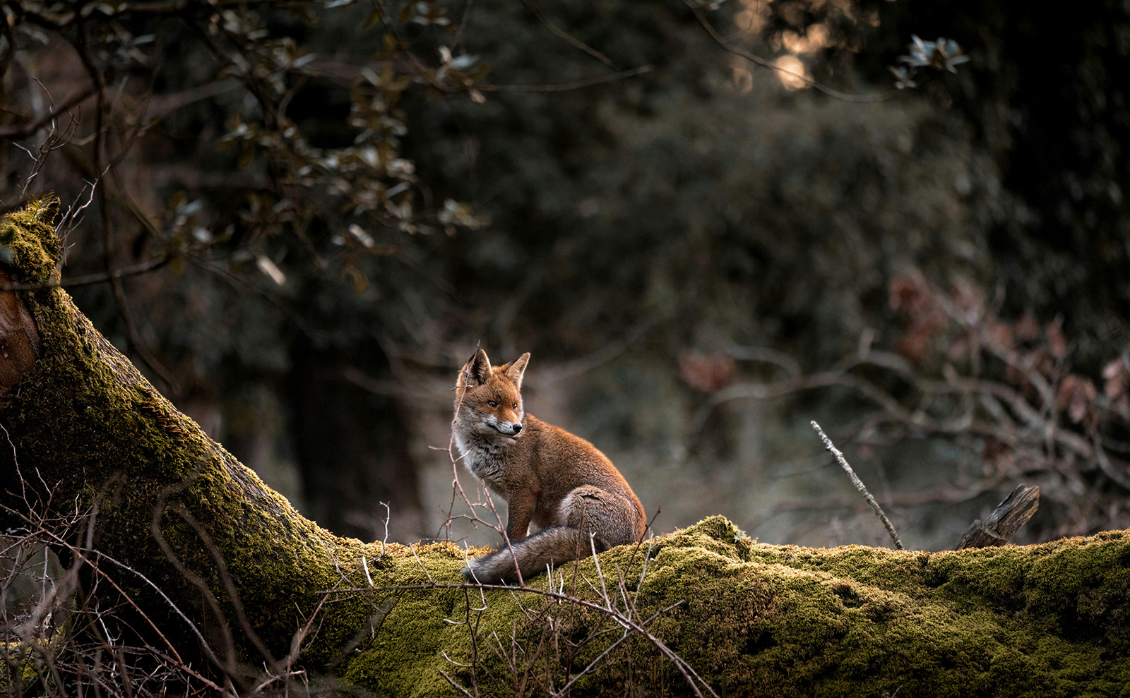 Italian Foxes, Poison Pen Letters, Author Fighters, Poem Joy & More: Endnotes 01 March