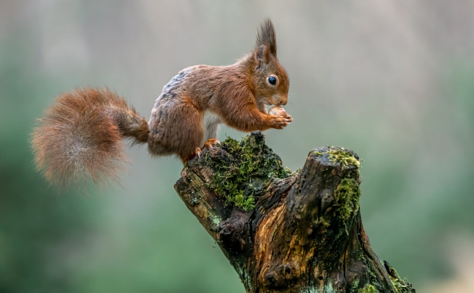 Red Squirrels, Austen Letters, Big Fall Books, Librarian Movies & More: Endnotes 12 September