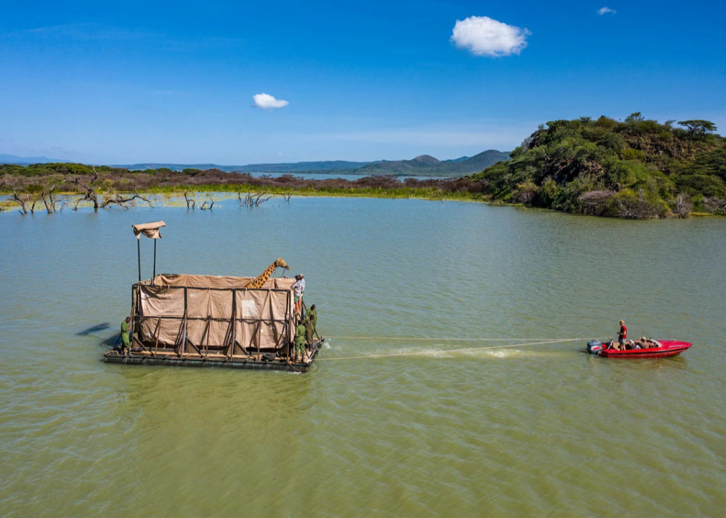 a giraffe rides a ferry to a new home