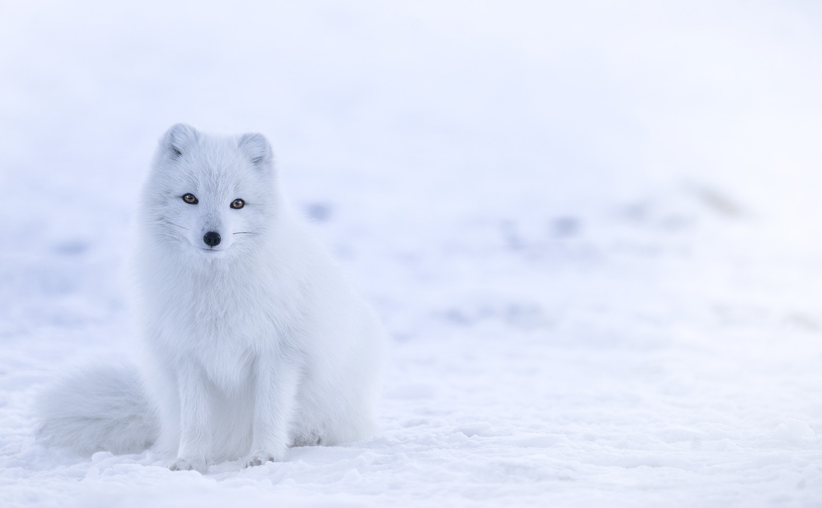 Victorian Mansions, Malaysian Food, Award-Winning Travel Photos & More: Endnotes 07 February