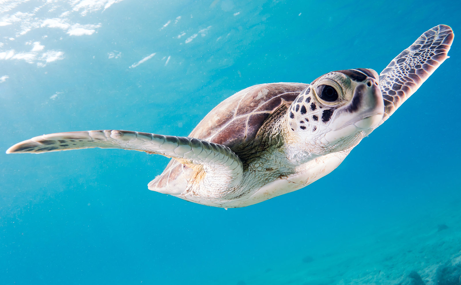 Europe's Great Libraries, Galapagos Photos, Secret Books & More: Endnotes 17 July