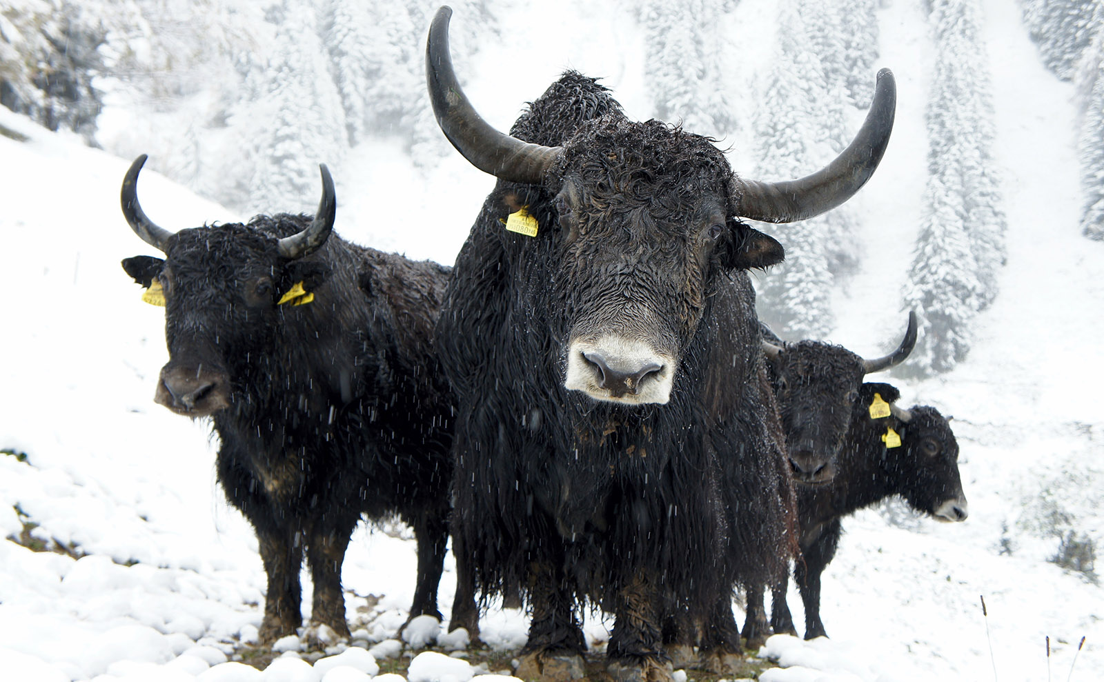 Austrian Yaks, Art Books, Eggnog, Holiday Horror, Creepy Xmas Cards & More: Endnotes 09 December