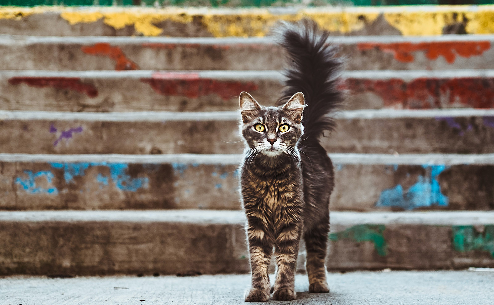 Secrets of the NYPL, a Jane Austen Musical, Istanbul Cats & More: Endnotes 10 April