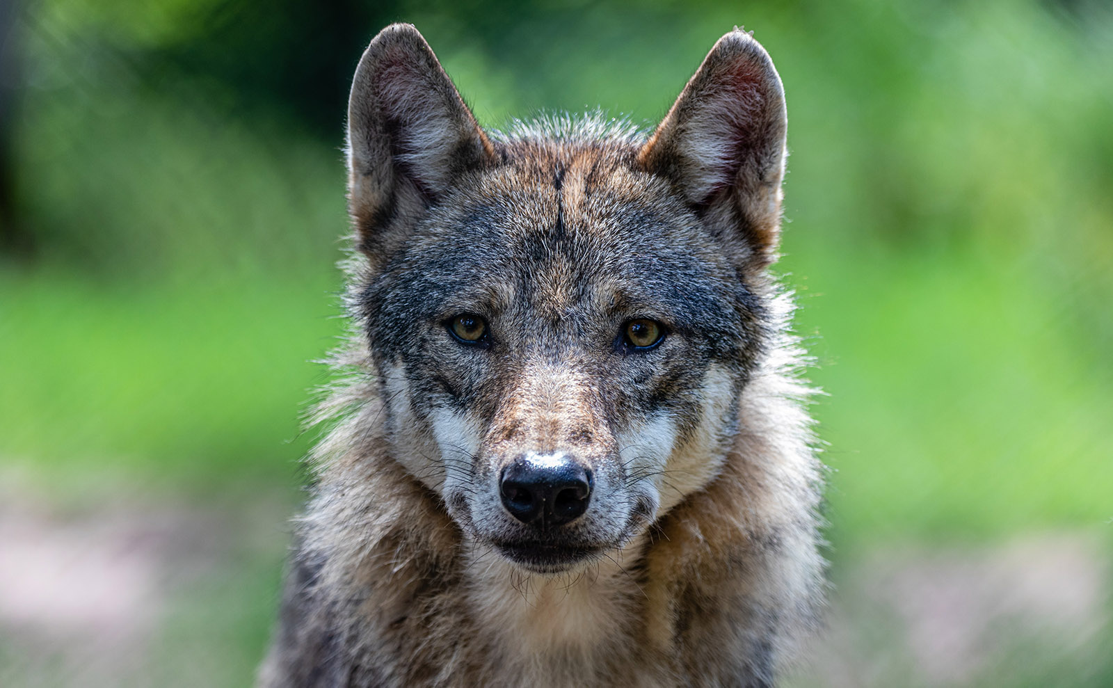 Wolf Romance, Destination Foods, Bookish Newsletters, a Poetry Game & More: Endnotes 24 June