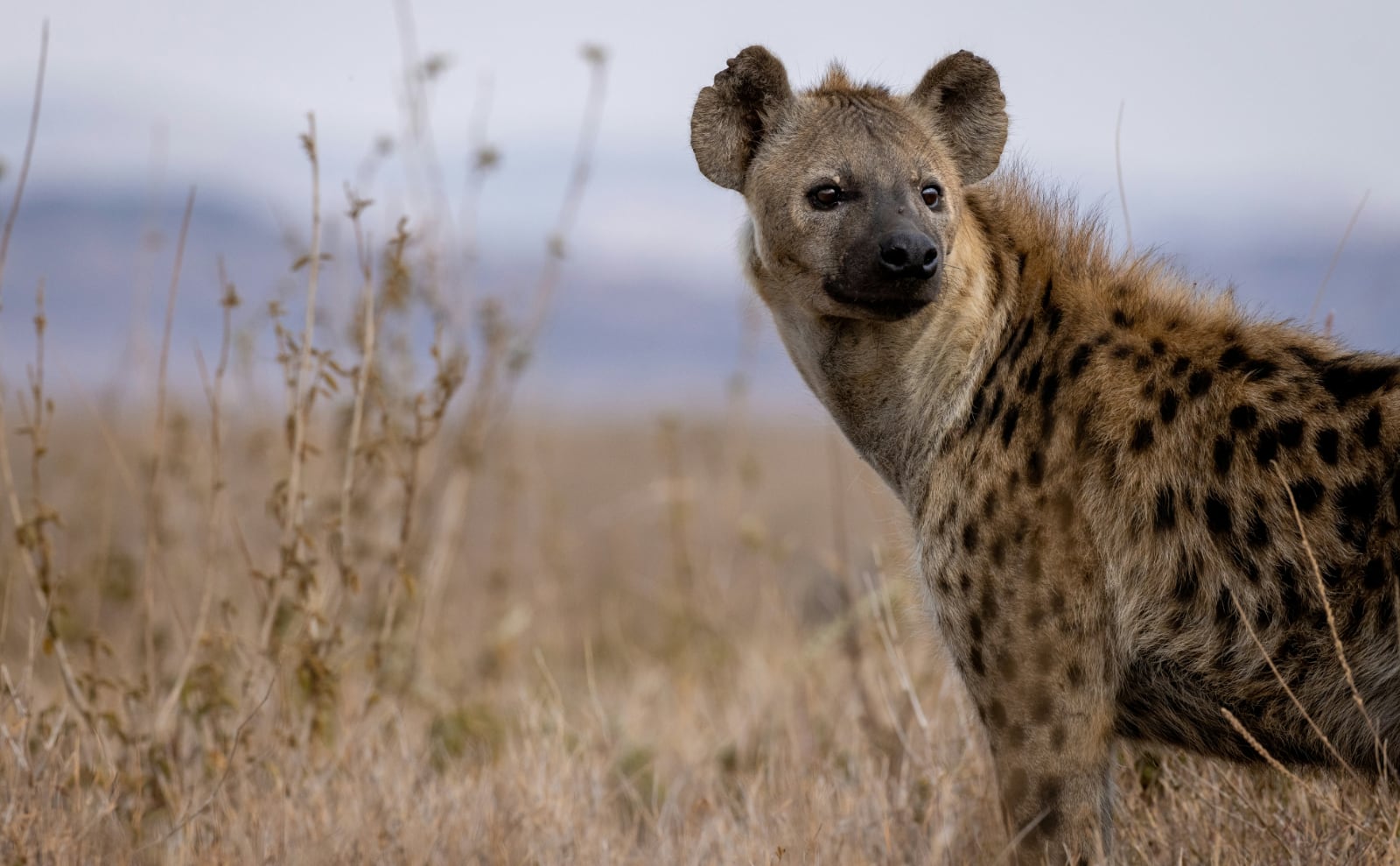 Hyenas, Jane Austen Bangs, Historic Vanilla, Novel Paintings & More: Endnotes 04 April