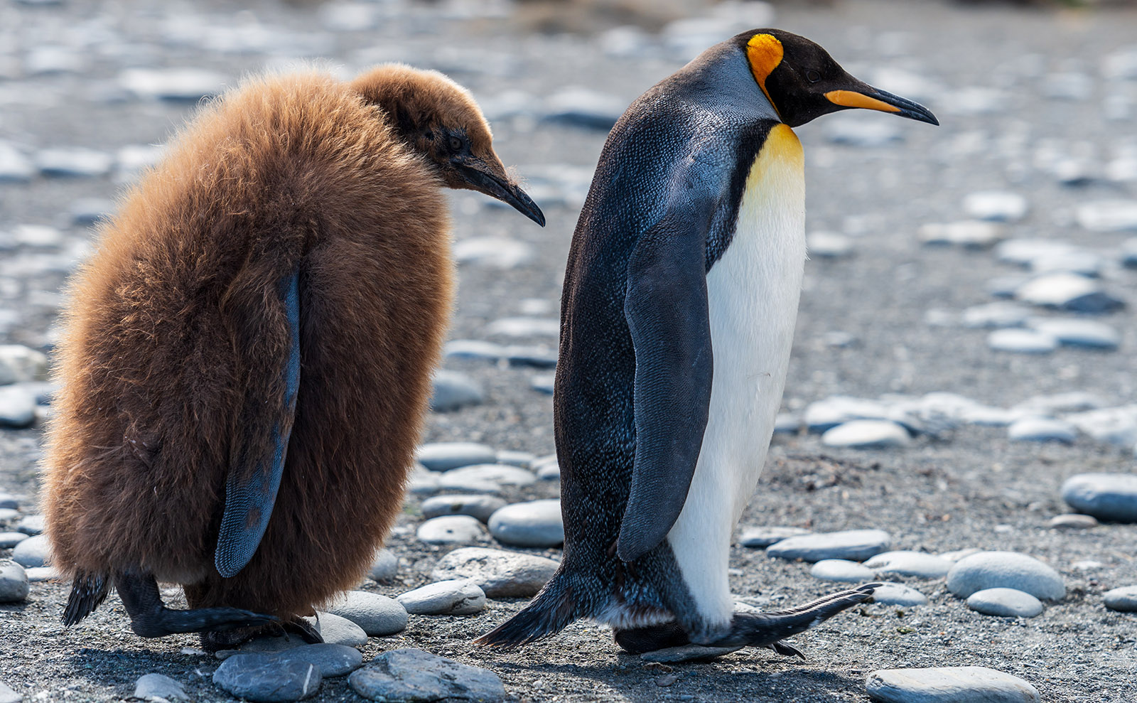 King Penguins, Fairytale Retellings, Nile Cruise, Doughnuts & More: Endnotes 25 February