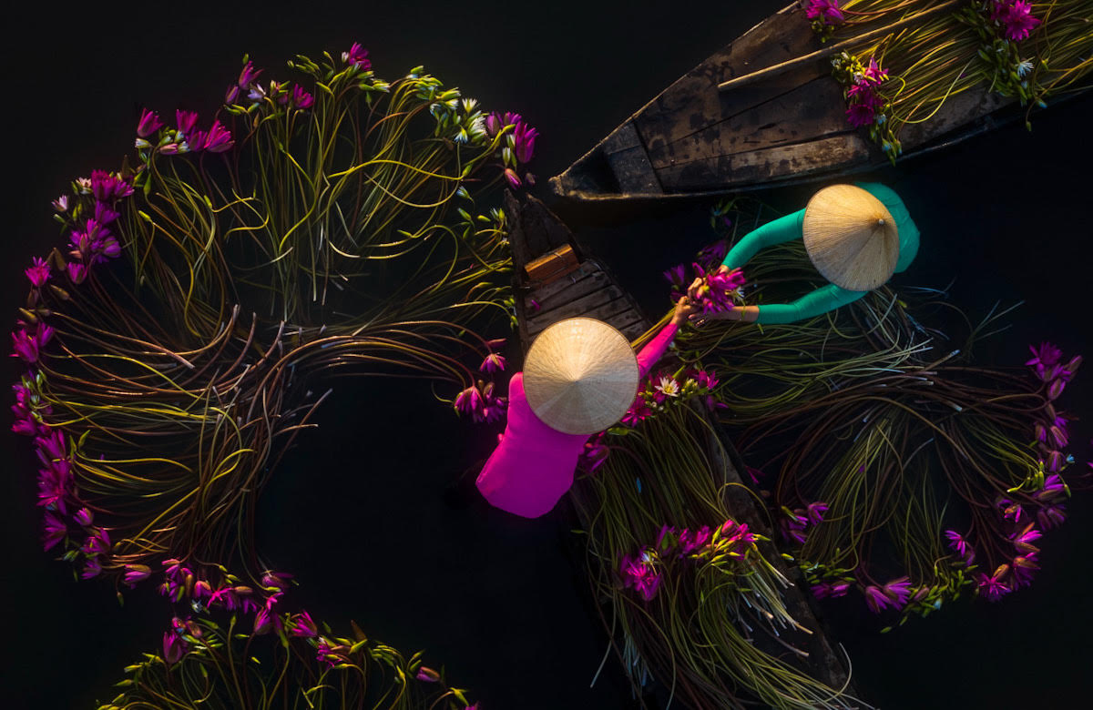 women collecting water lillies in Vietnam