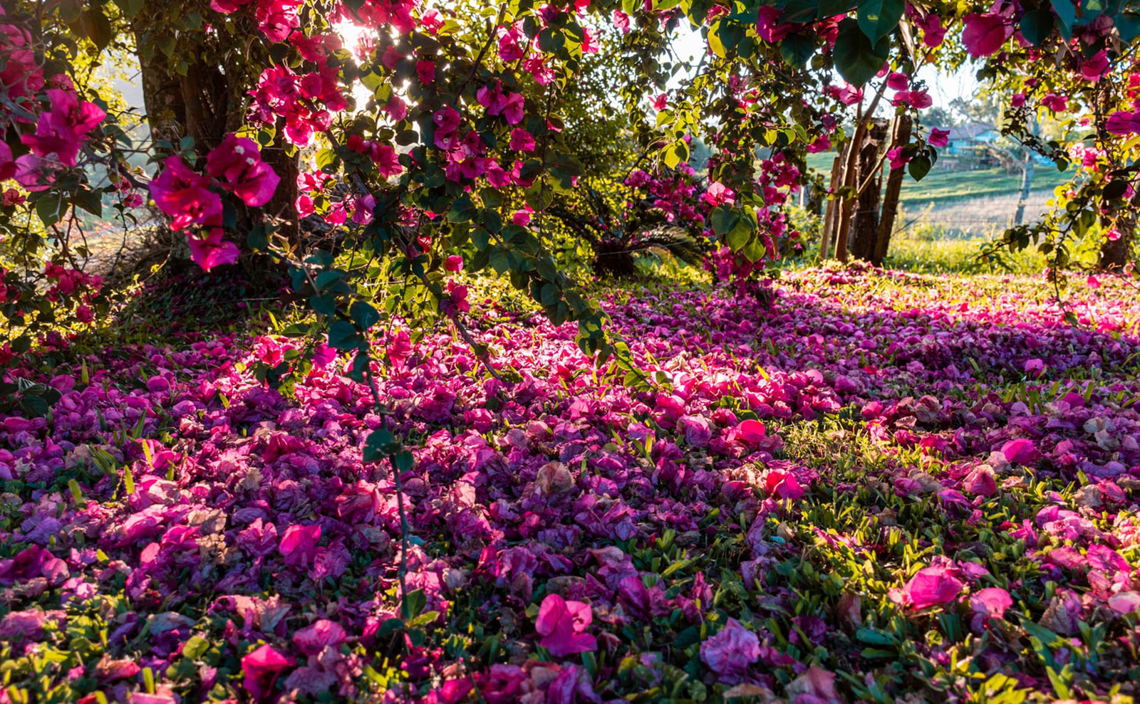 pink flowers in forquetinha, brazil