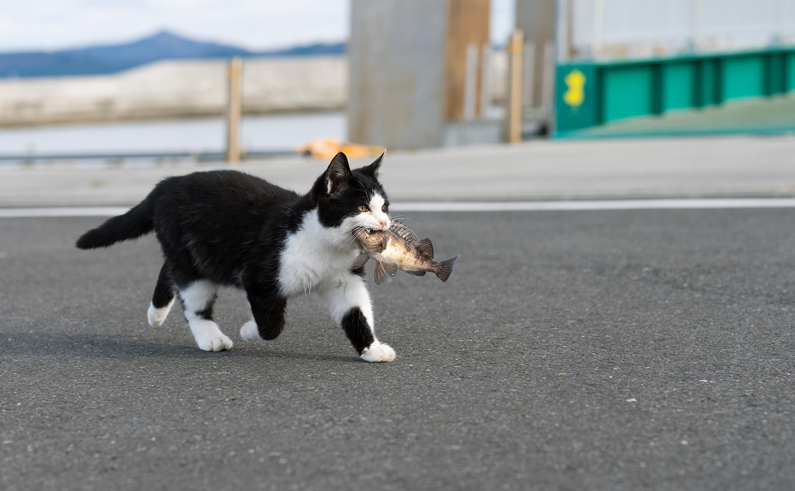 Cat Islands, Butlers in Lit, Square Waves, Victorian Puns & More: Endnotes 30 July