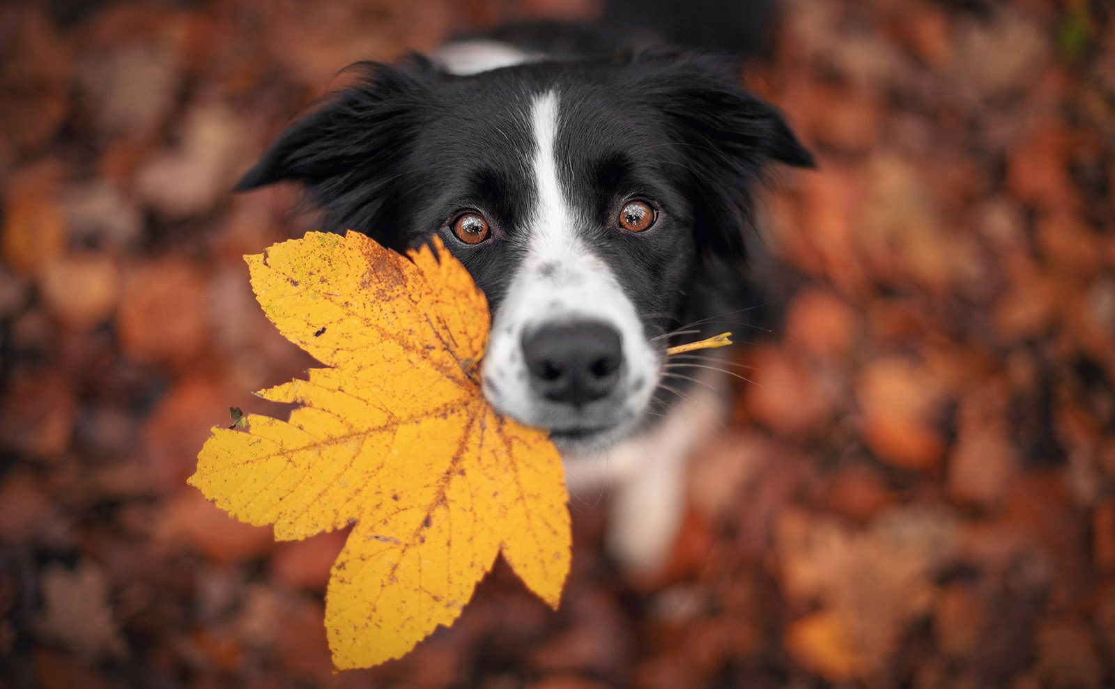 Border Collies, a New Library Pod, Stroopwafels, Santa History & More: Endnotes 26 November