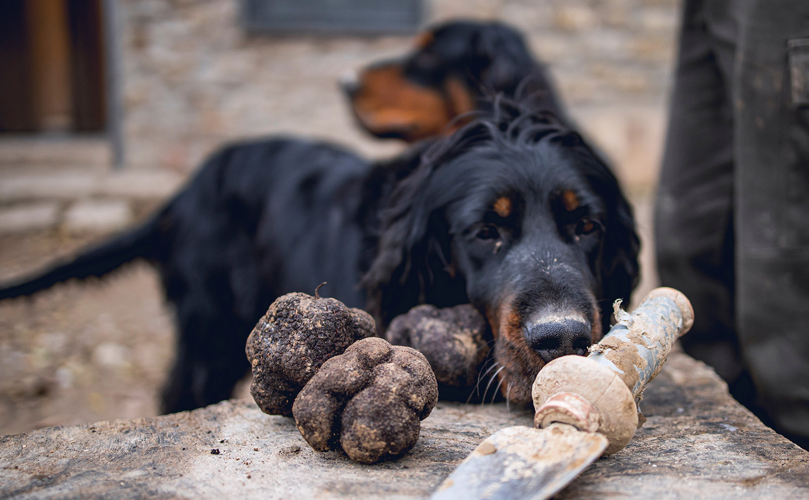 Truffles, Lost Lit Gems, World Sandwiches, Booker Prize & More: Endnotes 17 March