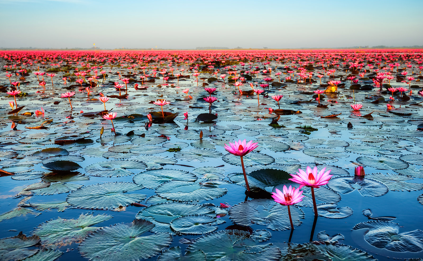 Red Lotus Sea, Book Holster, Charles Dickens' Art, Bench Love & More: Endnotes 16 June