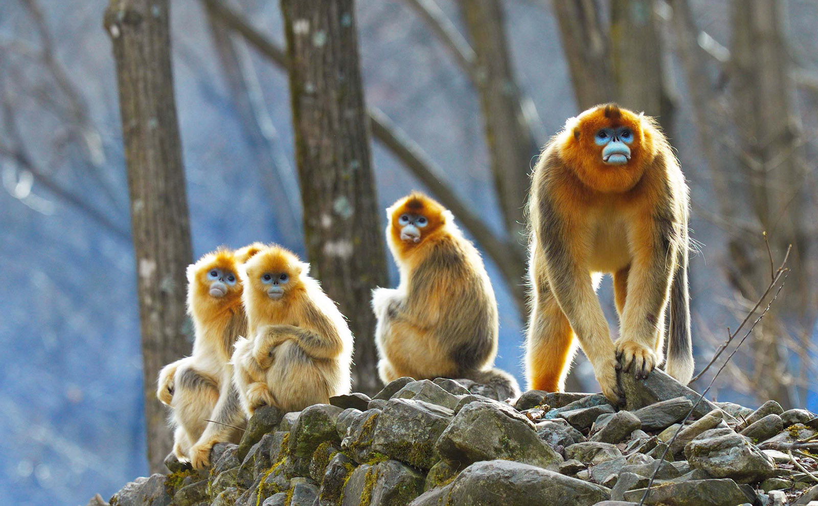 Golden Monkeys, Great Audiobooks, Columbo, Faberge Eggs & More: Endnotes 12 November