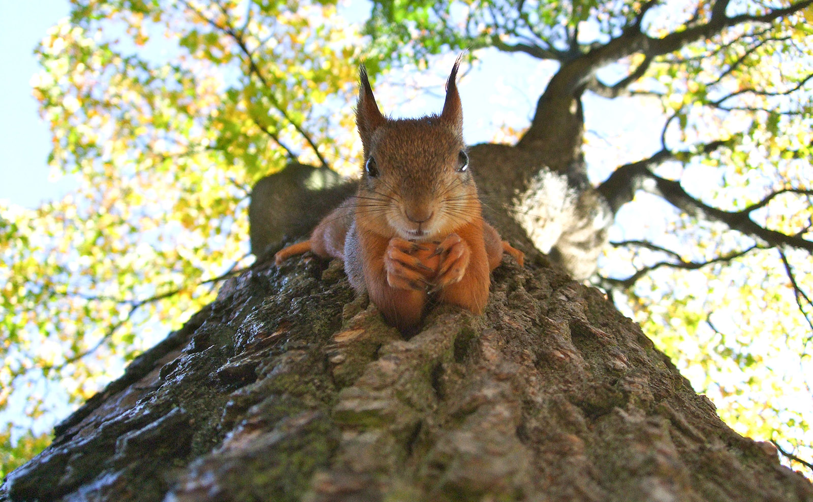 Librarian Belle da Costa Greene, World Cuisine, Retro Metro & More: Endnotes 05 June