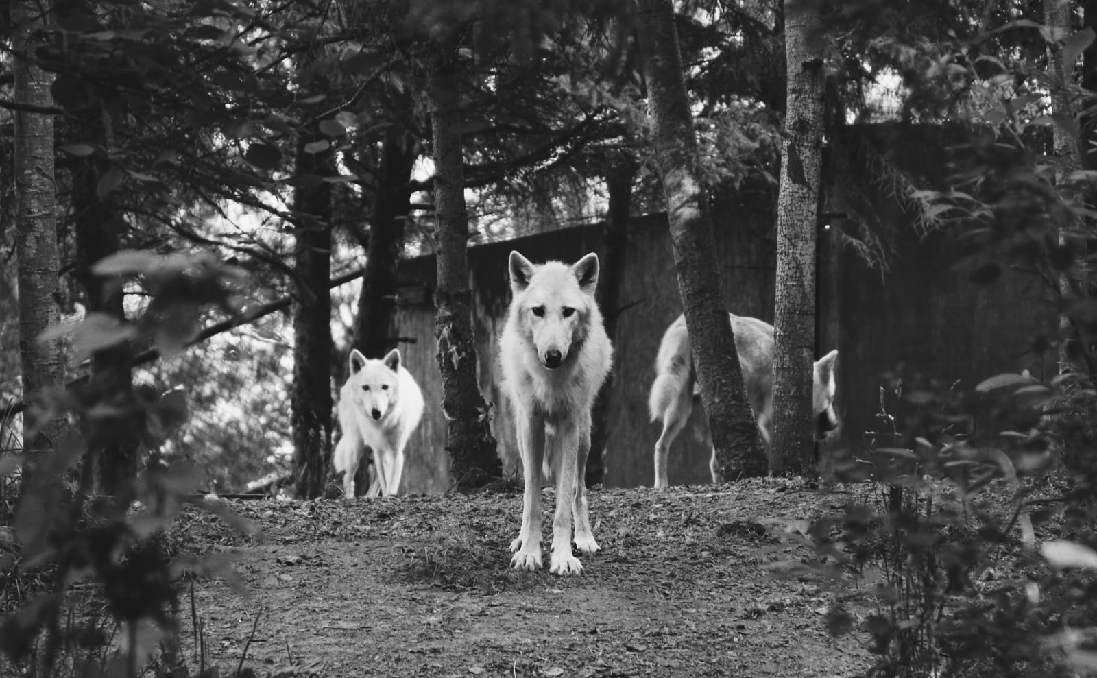 Literary Werewolves, Floating Breakfast, Skating Witches, litRPG & More: Endnotes 25 October