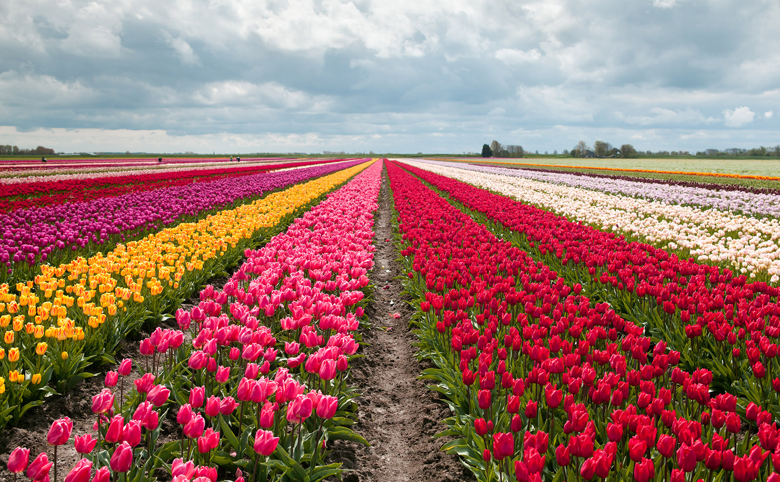 Spring Tulips, Booker List, Romcom Essays, Travel Movies & More: Endnotes 14 April