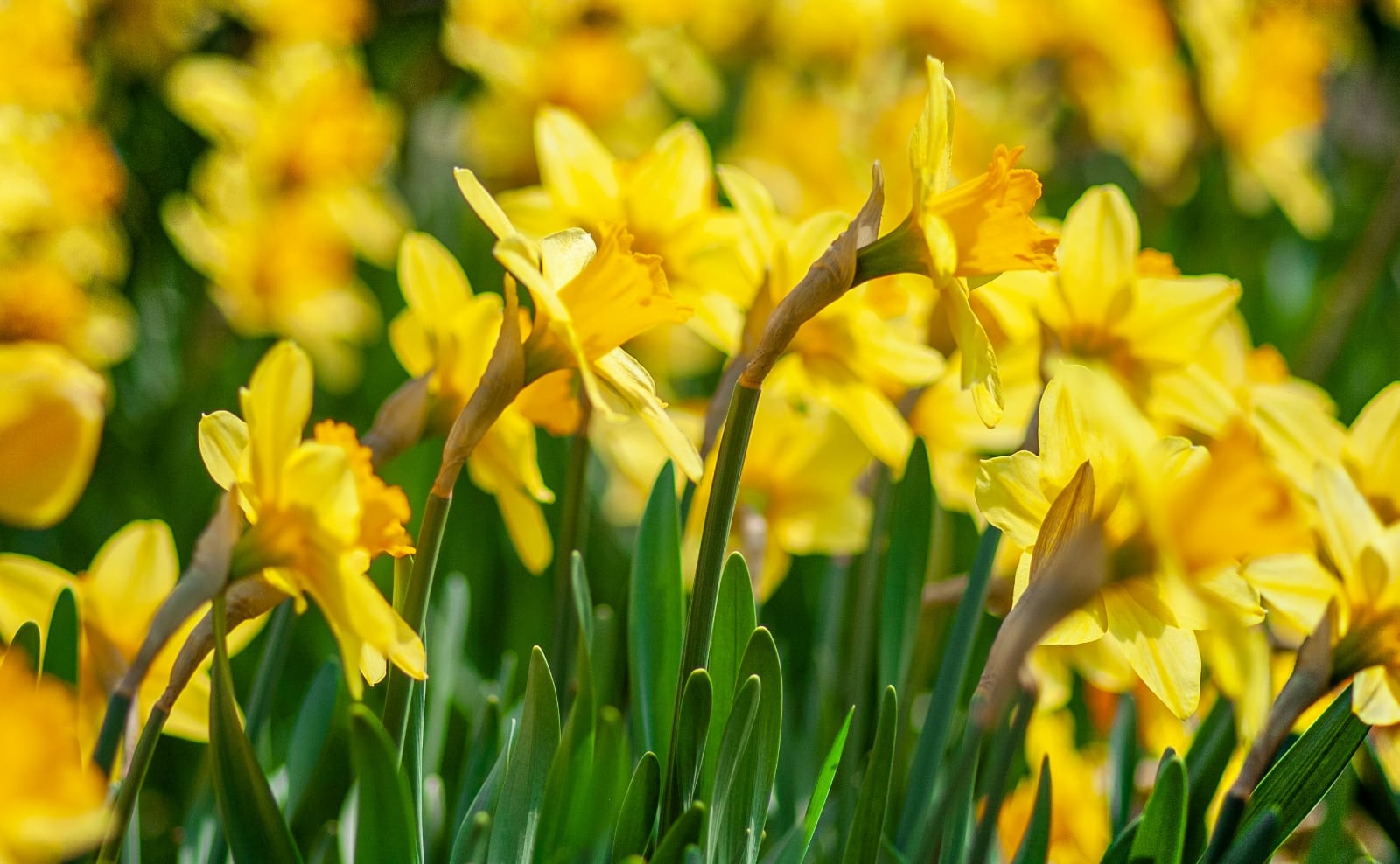 Daffodils, Edward Gorey, Artful Piñatas, New P&P, Plaid's History & More: Endnotes 18 April