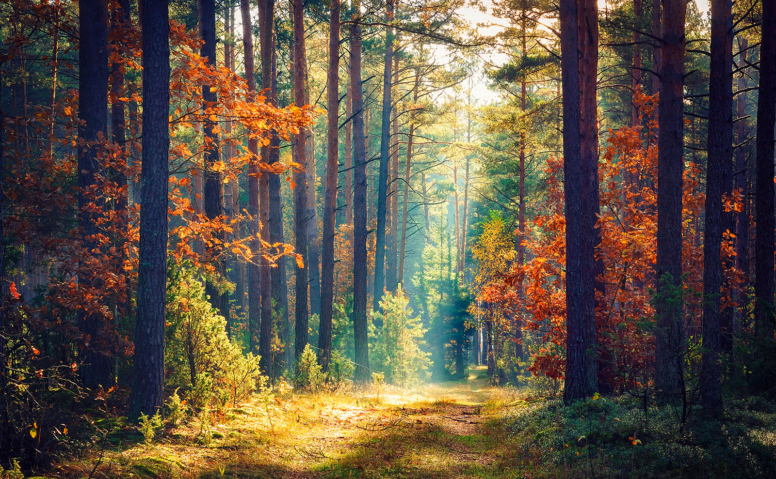 SSoP Podcast Episode 31 — The Forest: Meet a Witch, Climb a Tree