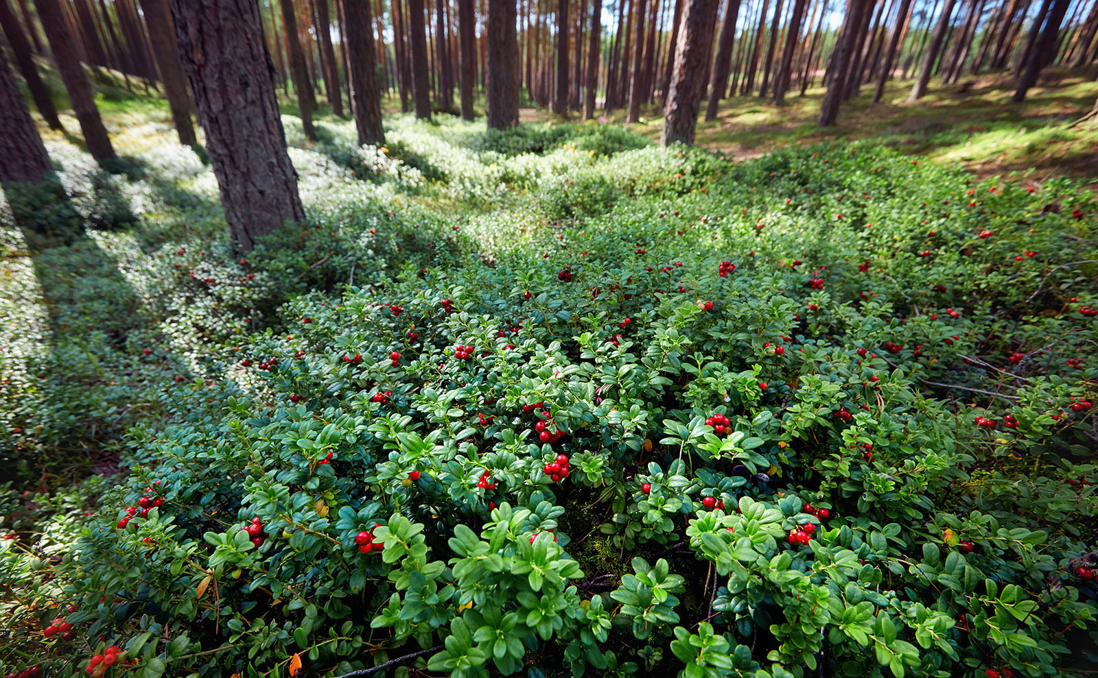 Sweet and Salty Grain-Free Granola Inspired by 'The True Story of Hansel and Gretel'