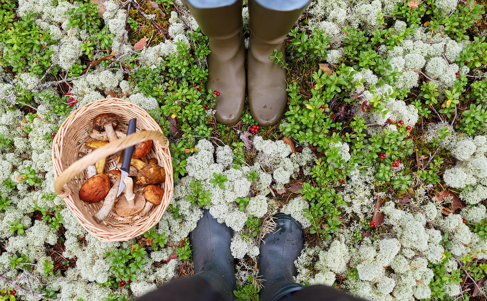 Forest Mushroom Soup Inspired by the Novel 'The Bear and the Nightingale'