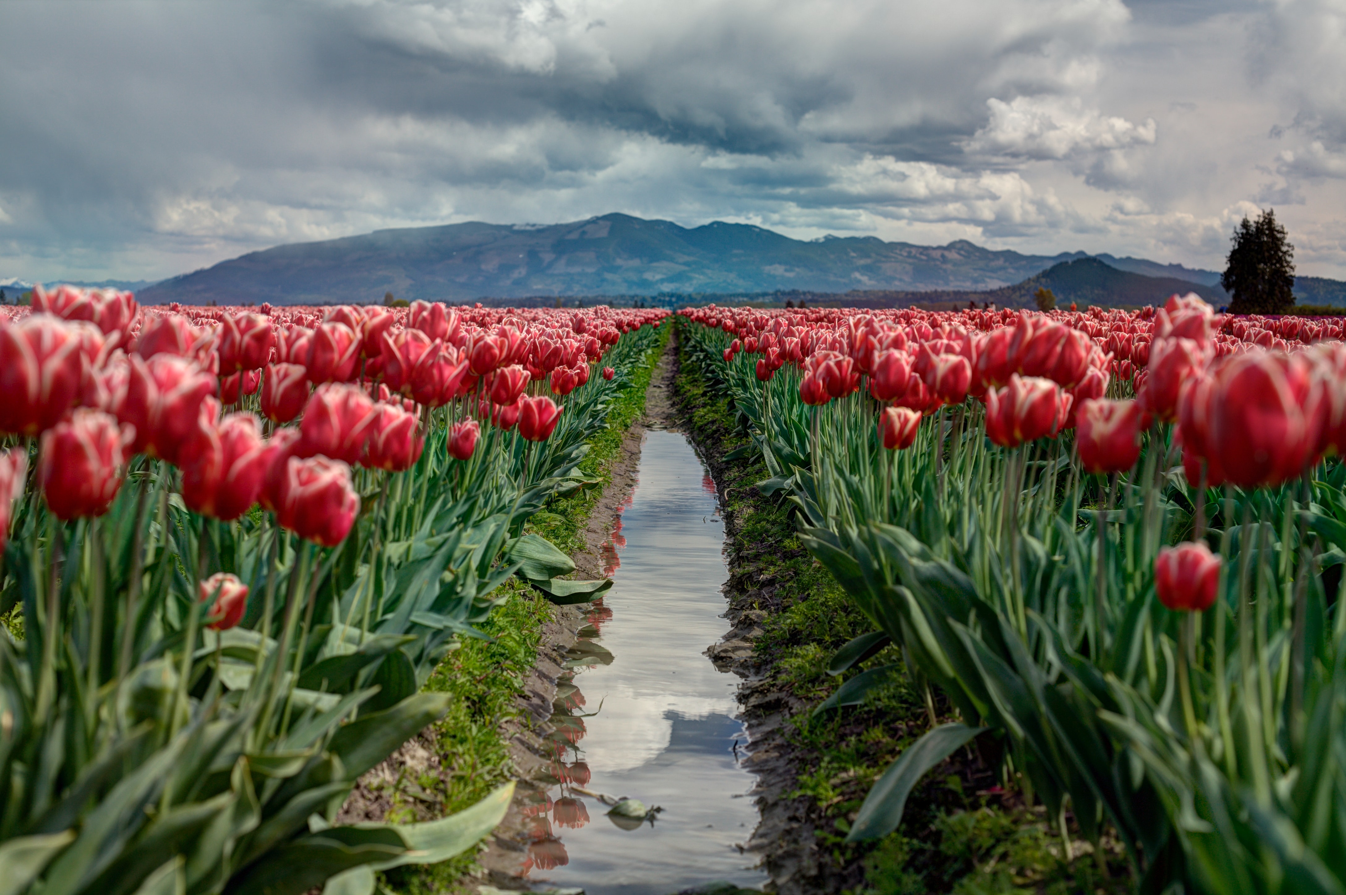 red tulip gardens in washington, usa