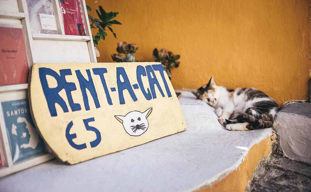 calico cat sleeping on the shelf of the bookshop