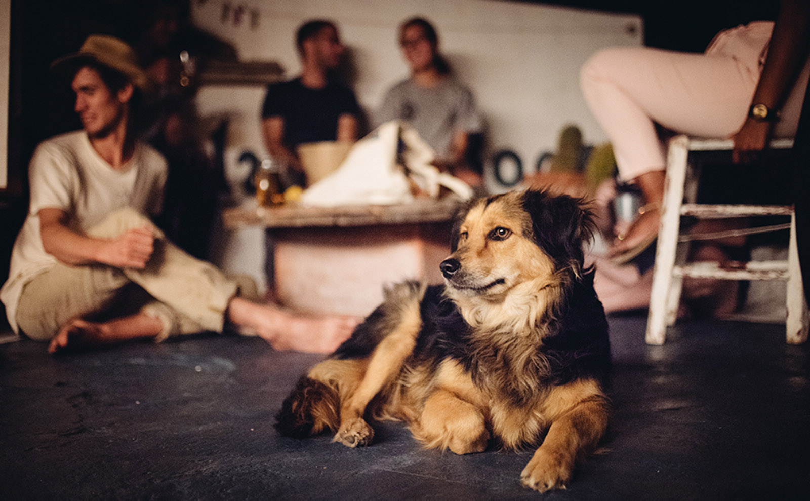 a dog reclining in the basement of the bookshop